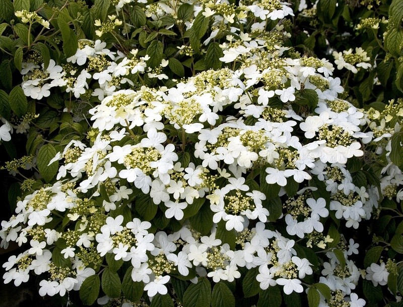 Summer Snowflake Viburnum 2 gal