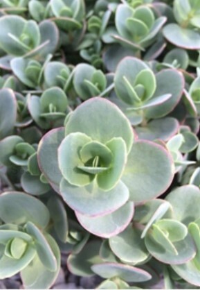 Sedum Lime Zinger 4&quot;