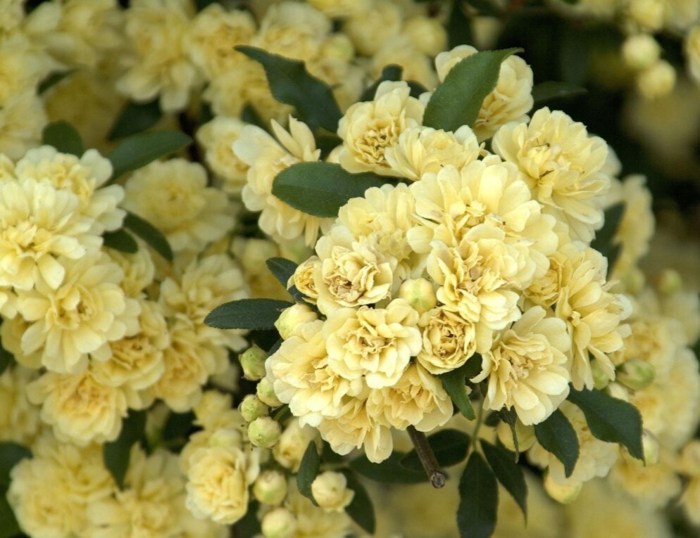 Rose Climbing Lutea Stk 5 gal