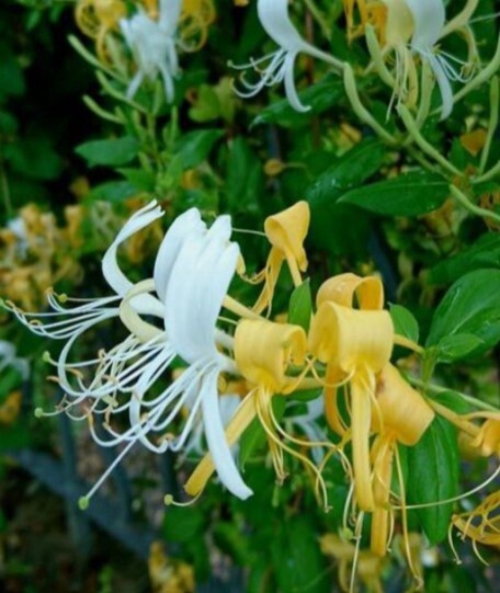 Lonicera Halls Prolific 1 gal