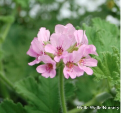 Scented Geranium Rose #1