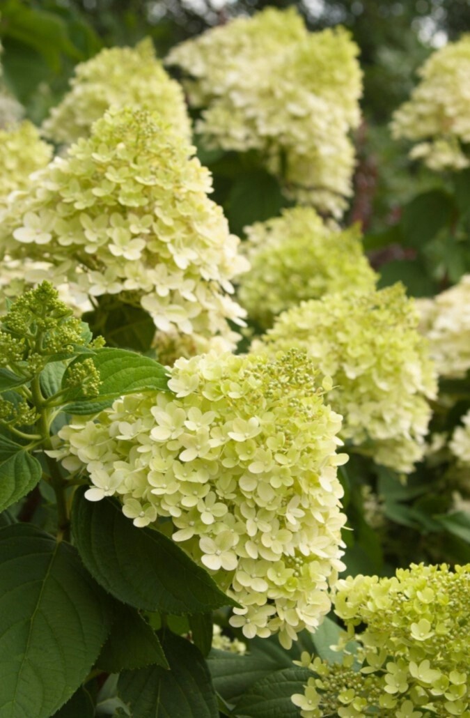 Hydrangea Pan Limelight 2 gal