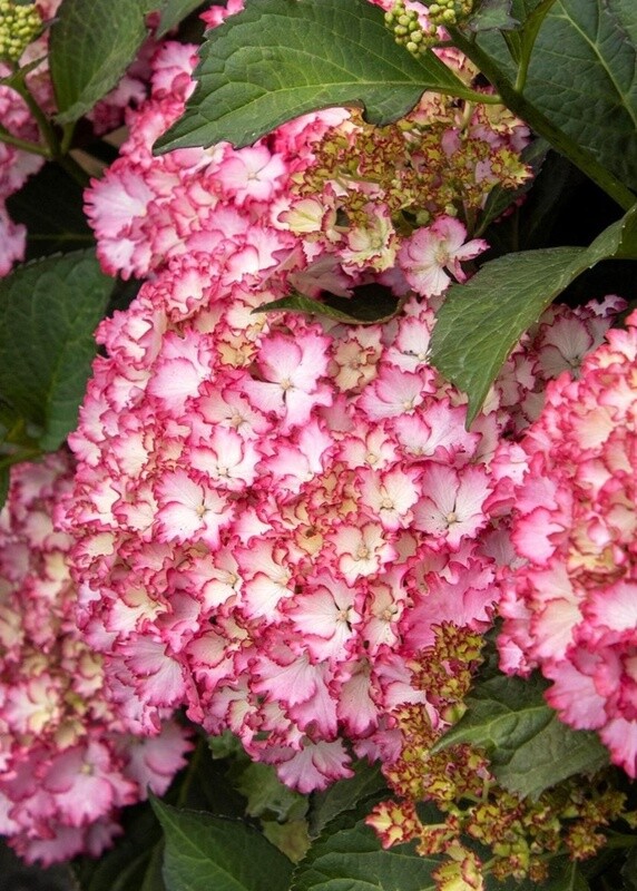 Hydrangea Fire Island 2 gal