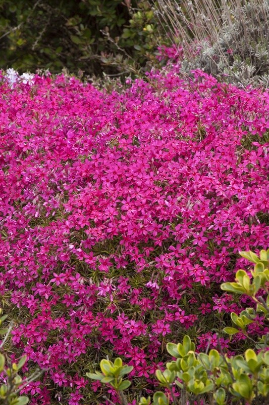 Creeping Phlox Crimson Beauty