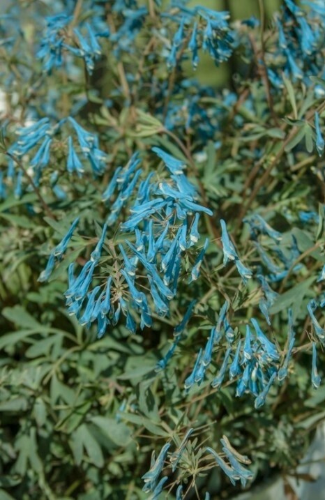 Corydalis Porcelain blue QT