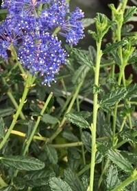 Ceanothus Concha 5 gal