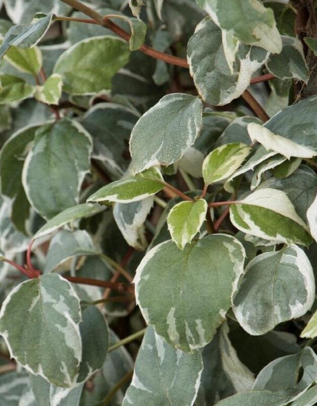 Climbing Hydrangea Lacy Heart 2 gal