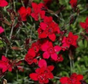 Dianthus Confetti Deep Red 4"