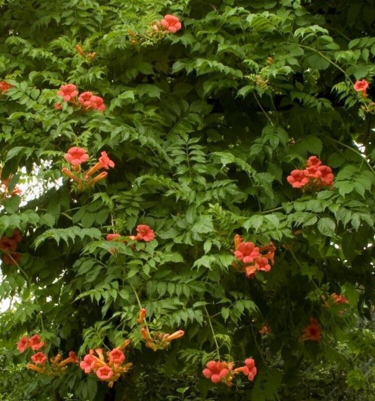 Trumpet Vine Madame Galen 1 gal