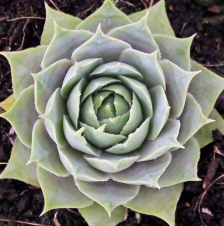 Sempervivum Silverine 4&#39;