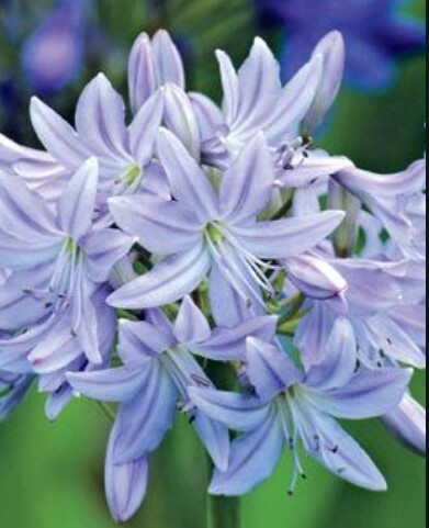 Agapanthus Summer Sky 1 gal