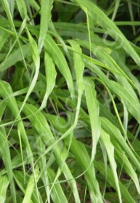Forest Grass Macra 1 gal