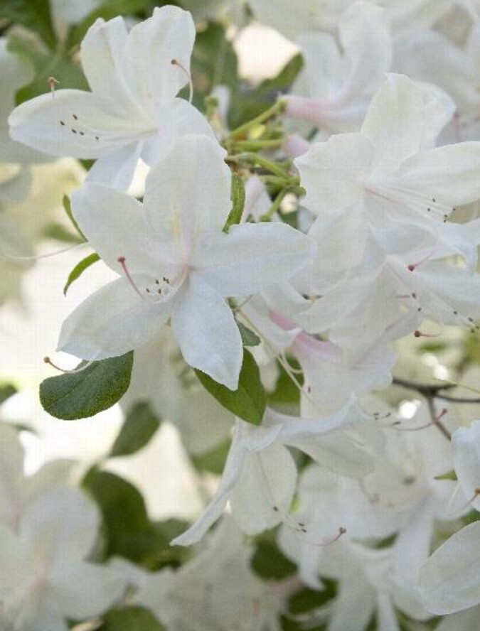 Azalea Irene Koster 2 gal