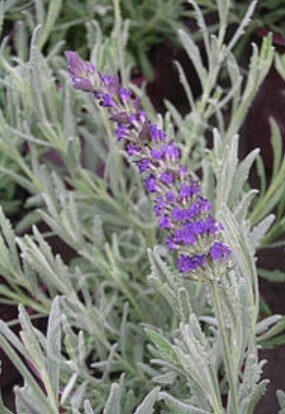 Lavender Goodwin Creek 1 gal