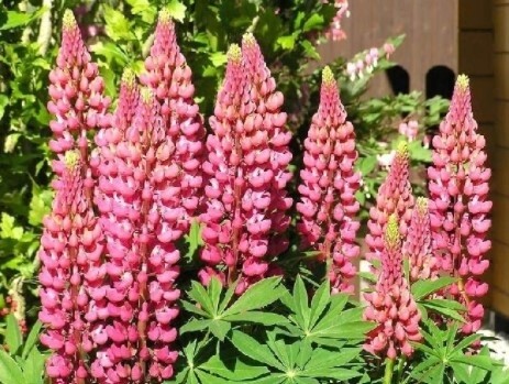 Lupine Gallery Pink 1 gal