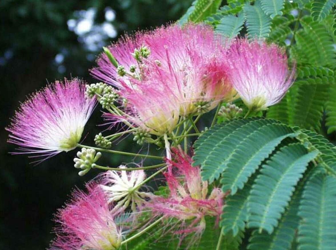 Albizia julibrissin 5 gal