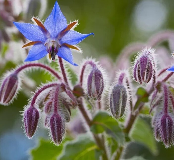 Borage 4"