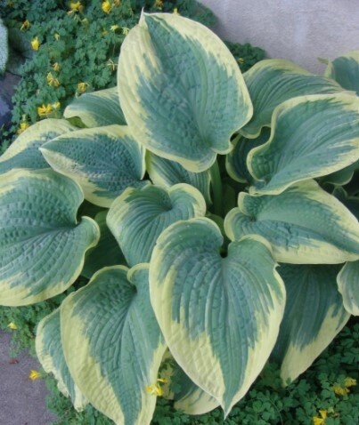 Hosta Robert Frost QT