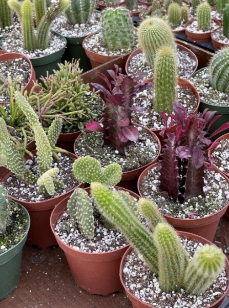 Cactus 4&quot;