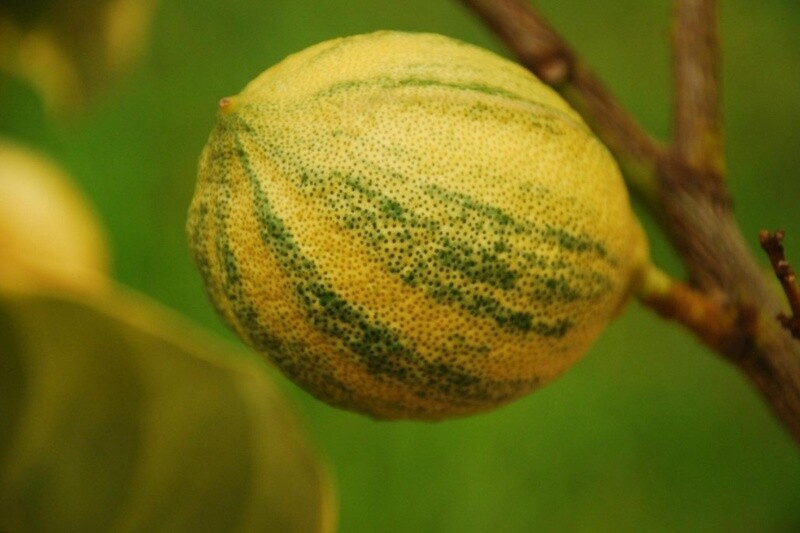 Citrus Variegated Pink 2 gal