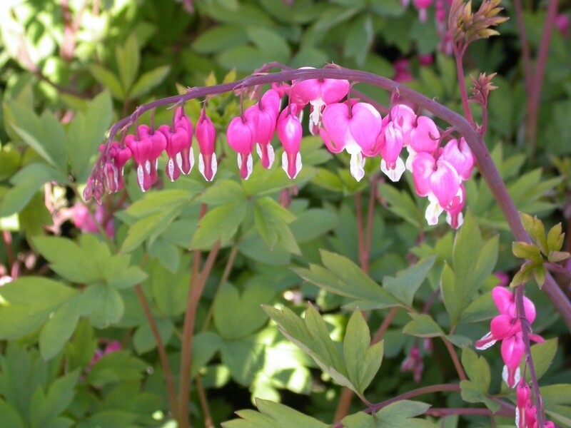 Dicentra spectabilis 2 gal