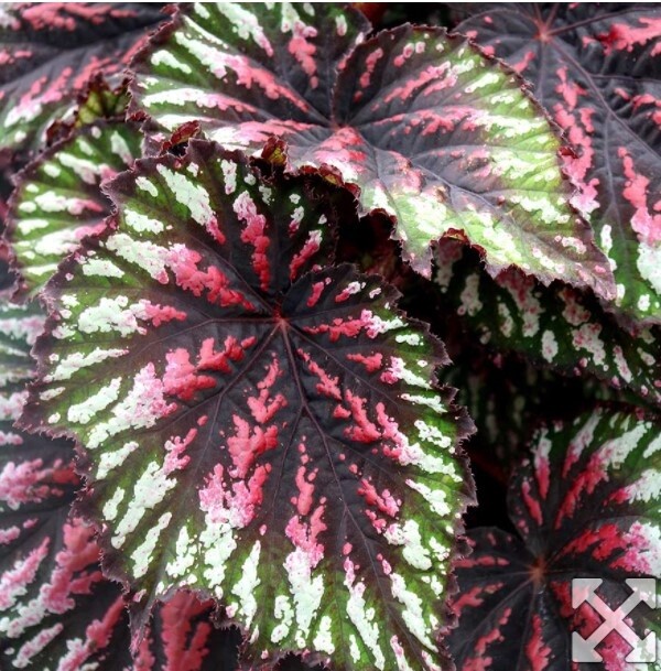 Begonia T Rex Asst 6&quot;