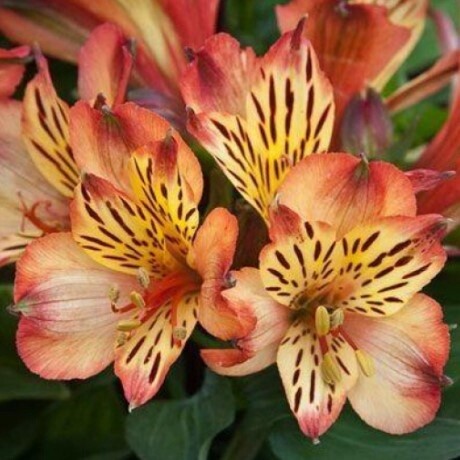 Alstroemeria Bryce 8&quot;