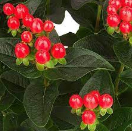 Hypericum Miracle Grandeur QT