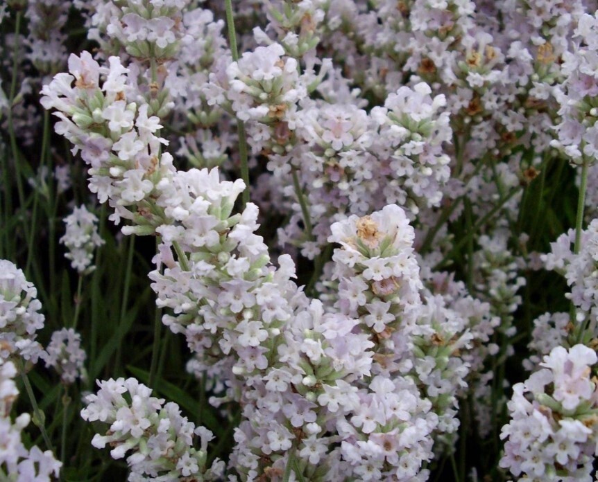 Lavender Blue Mt White 1 gal