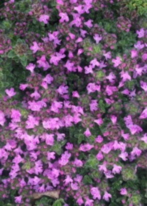 Thyme Creeping 4"