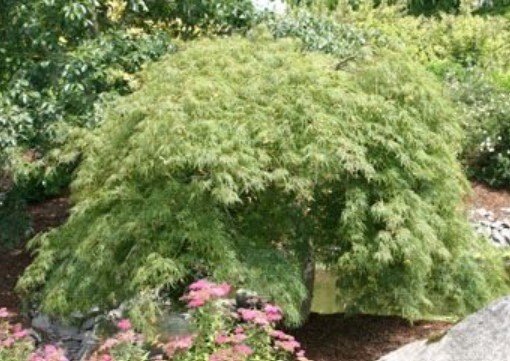 Japanese Maple Viridis 5 gal