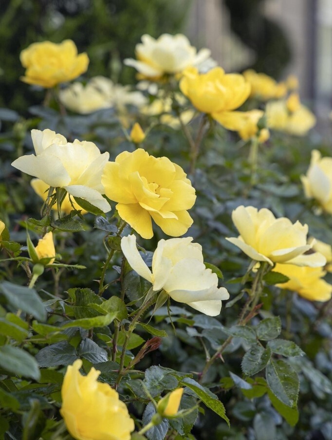 Rose Grace &amp; Grit Yellow 2 gal