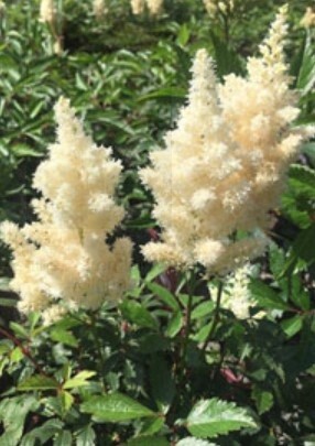 Astilbe White Gloria 1 gal