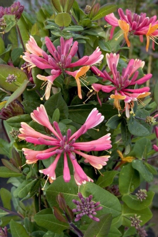 Honeysuckle Gold flame 1 gal