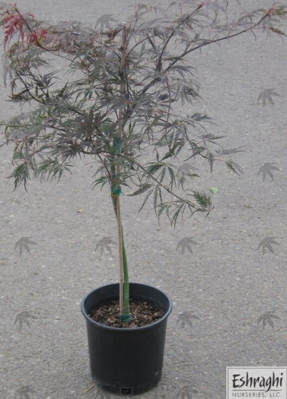 Japanese Maple Inaba Shidare 3 gal
