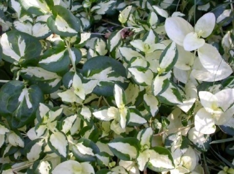 Vinca Wojo&#39;s Gem 1 gal