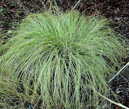 Carex Frosty Curls 4"