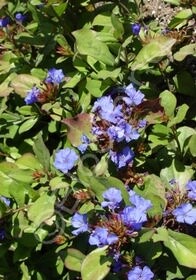 Plumbago 4&quot;