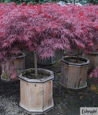 Japanese Maple Red Dragon 10 gal