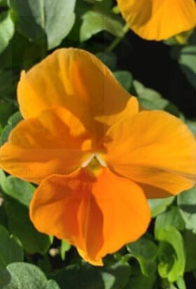 Viola Halo Yellow 4&quot;