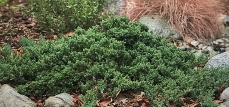 Juniper Pro Nana 1 gal