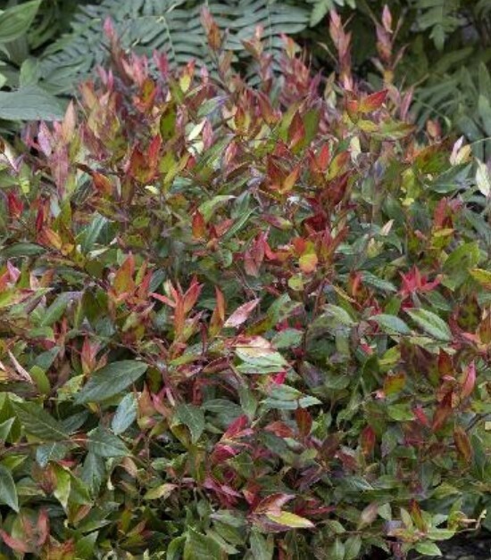 Leucothoe Flames 1 gal