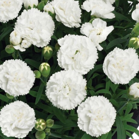 Dianthus Sunflor Cosmos QT