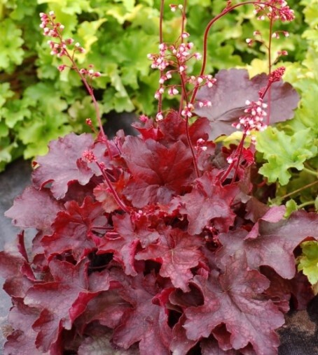 Heuchera Fire Chief 1 gal