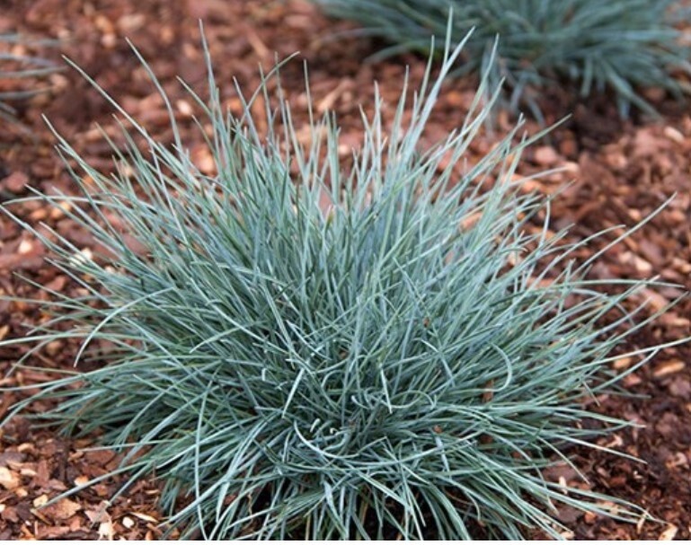Blue Festuca Elijah blue 1 gal