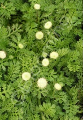 Yarrow Brass Buttons 4&quot;