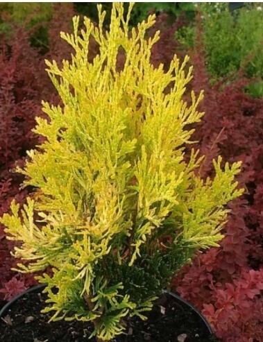 Thuja Jantar 1 gal