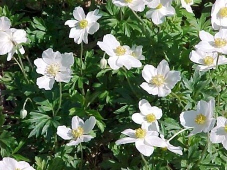 Anemone Sylvestris QT