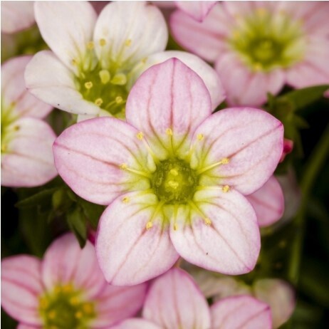 Saxifraga Magic Salmon Qt