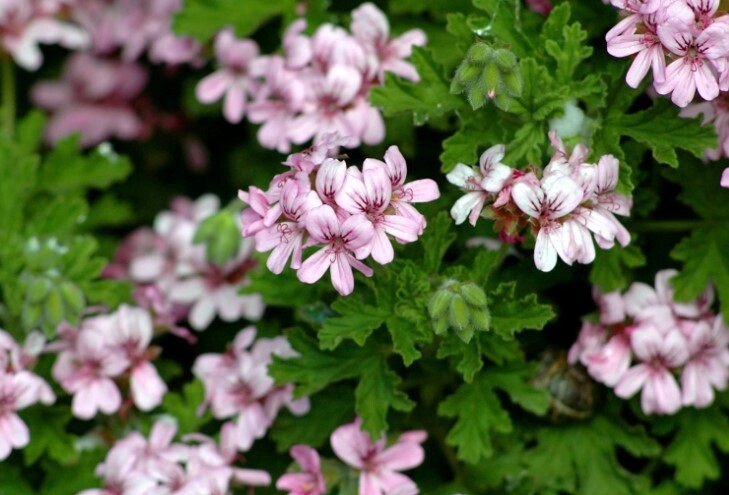 Scented Geranium Lemon #1